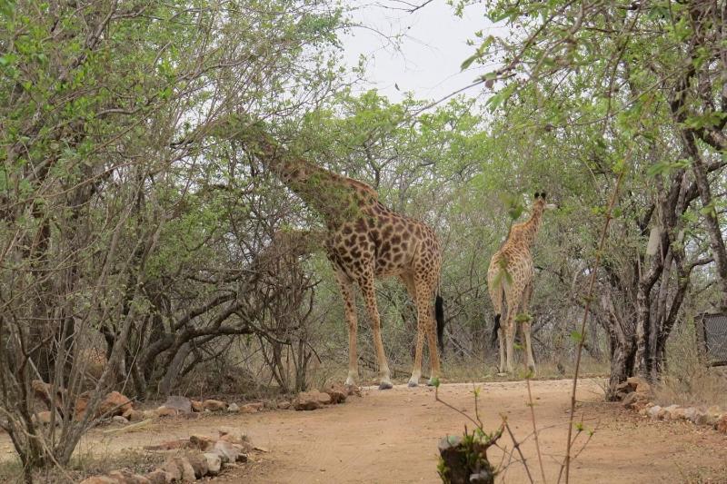Willa Crowe's Nest Marloth Park Zewnętrze zdjęcie