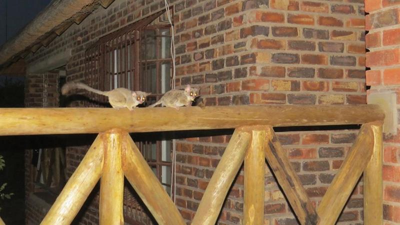 Willa Crowe's Nest Marloth Park Zewnętrze zdjęcie